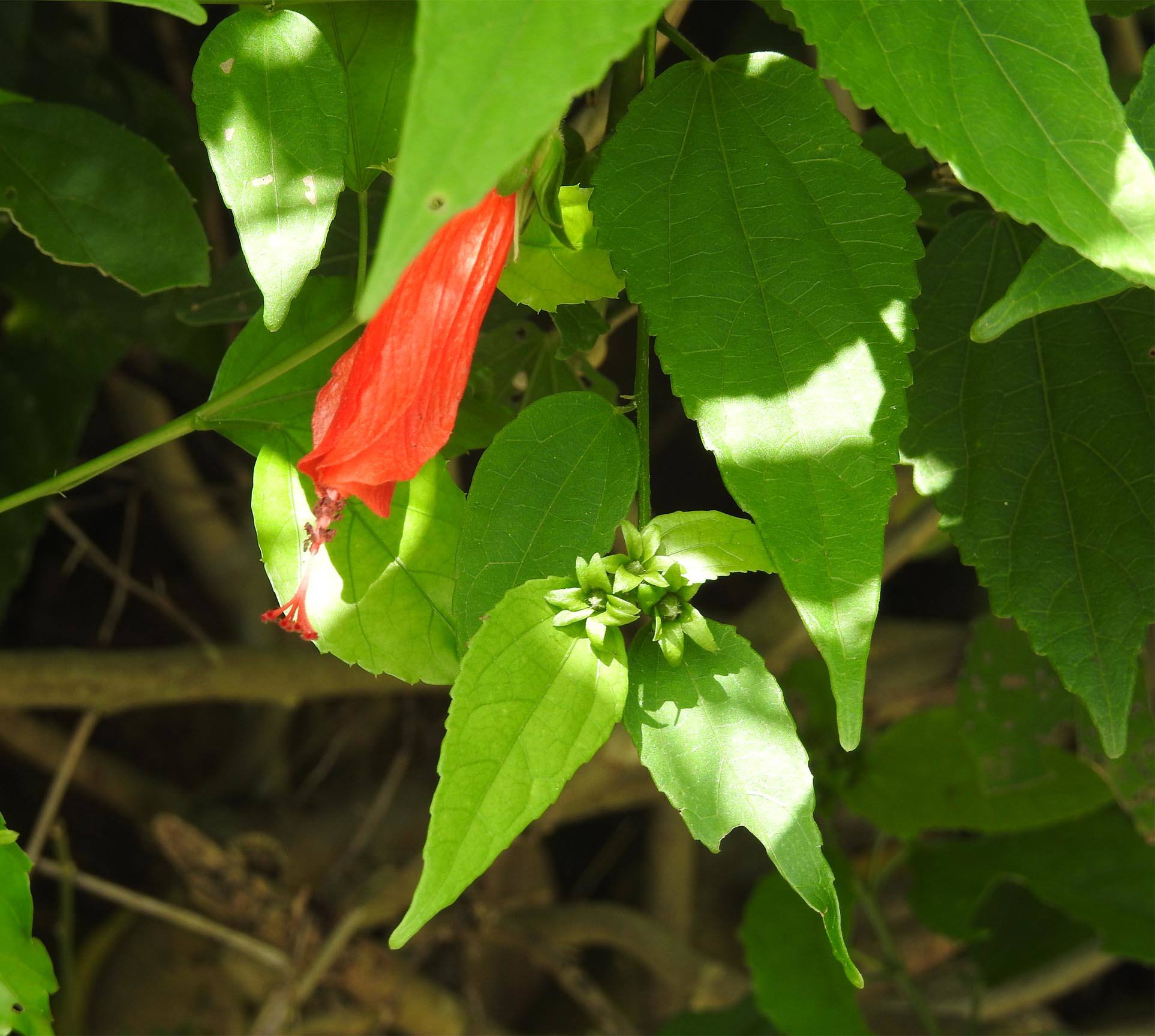 Malvaviscus penduliflorus